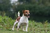 JACK RUSSEL 227